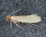 Eine kleine, helle Motte auf dunklem Stoff. Was hilft gegen Motten? Lavendel oder Zedernholz sind natürliche Abwehrmittel.