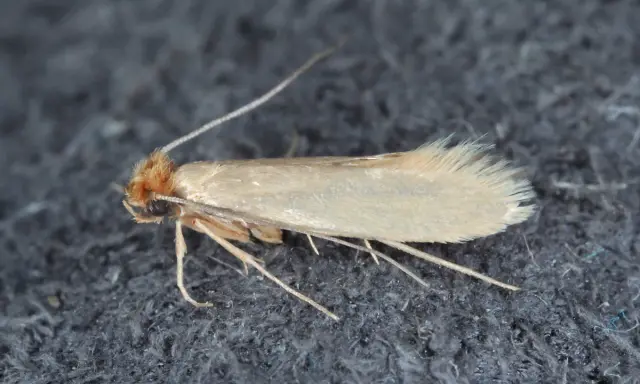 Eine kleine, helle Motte auf dunklem Stoff. Was hilft gegen Motten? Lavendel oder Zedernholz sind natürliche Abwehrmittel.